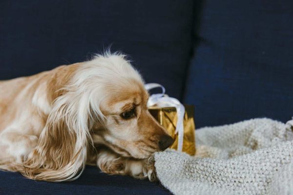 可爱的可卡犬在室内的柔软针织毯子上放着一个礼品盒。