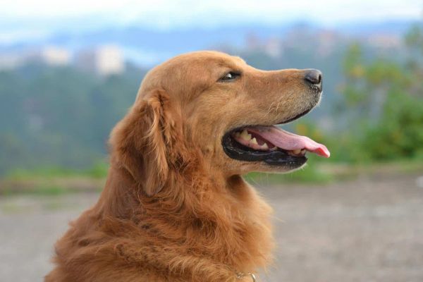 可爱的金毛猎犬伸出舌头，享受户外阳光明媚的日子。
