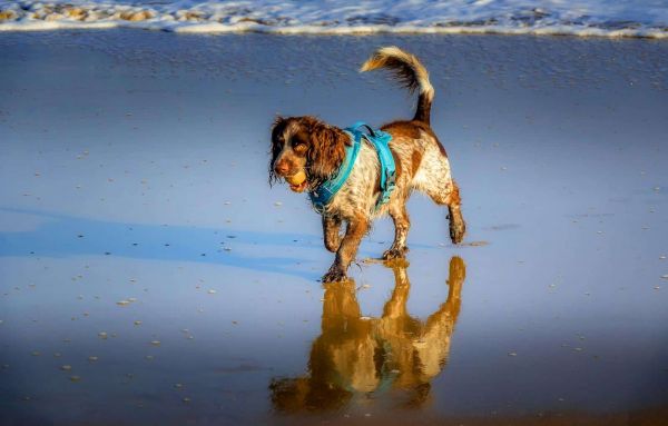 美国可卡犬戴着挽具，走在湿润的沙滩上，水面上倒映着沙子。