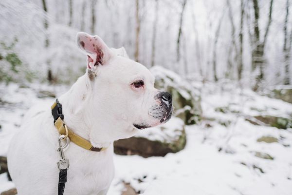 可爱的美国斗牛犬站在宁静的雪林中，戴着项圈。
