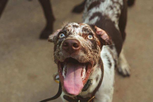 特写镜头：一只快乐的卡他胡拉豹犬，伸出舌头，一副嬉戏的心情。