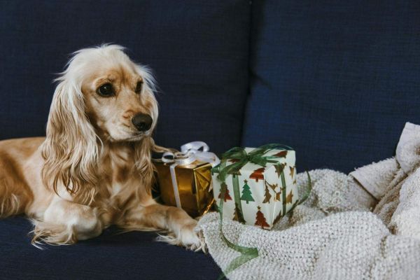 一只金色可卡犬躺在圣诞主题礼品盒旁的沙发上。