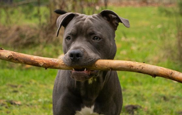 特写镜头：一只斗牛犬在绿色的户外环境中拿着一根大棍子。