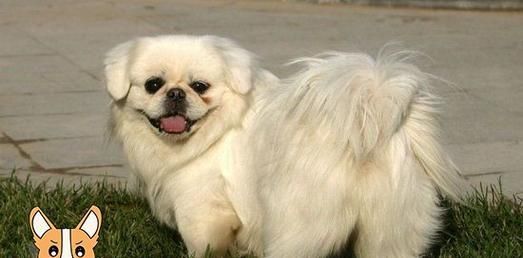 探寻北京犬的历史渊源（以宠物为主的中国犬种，了解北京犬的起源和发展）