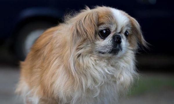 探寻北京犬的历史渊源（以宠物为主的中国犬种，了解北京犬的起源和发展）