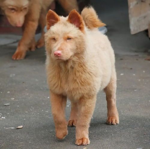 揭秘五红犬:宠物界的传奇起源!