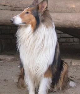 苏格兰牧羊犬:起源、历史与宠物界的佼佼者!
