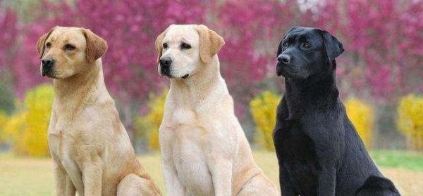 探寻以史宾格犬的历史和原产地（追溯这个宠物犬的渊源和文化背景，了解它们的特点和饲养方法）