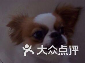 萌宠穿搭日记,宠物时尚圈