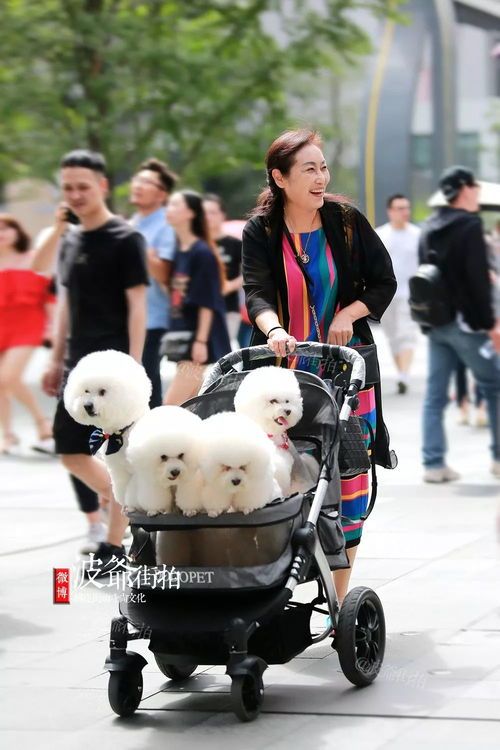 “萌宠穿搭指南:给爱犬打造专属时尚!”