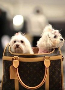 宠物时尚圈