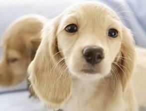 老年犬胃不适，蛋黄助消化。