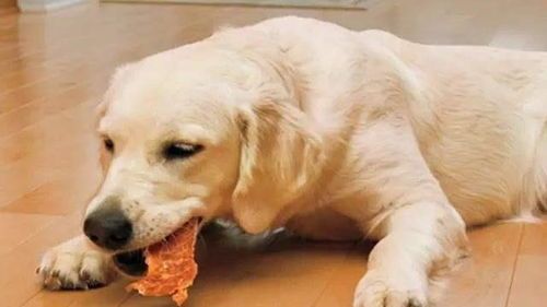 老年犬胃不适，蛋黄助消化。