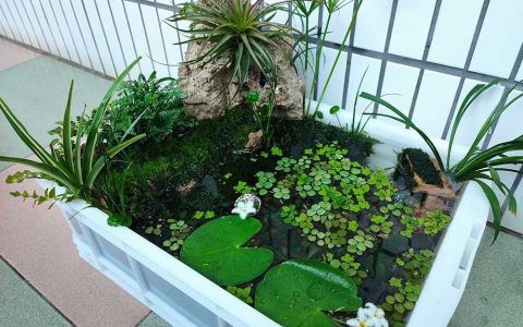 养龟后龟缸如何布置的好看又合理？