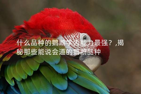 什么品种的鹦鹉学舌能力最强？,揭秘那些能说会道的鹦鹉品种