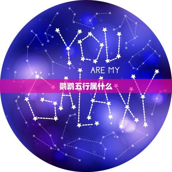 鹦鹉五行属什么，鹦鹉学舌，五行属性是什么？ 第1张