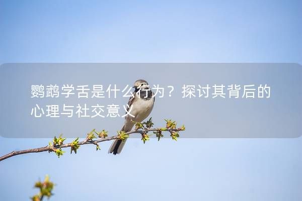 鹦鹉学舌是什么行为？探讨其背后的心理与社交意义