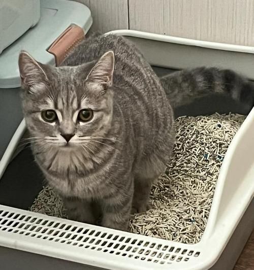小猫只撒尿不拉屎是什么原因？如何解决？