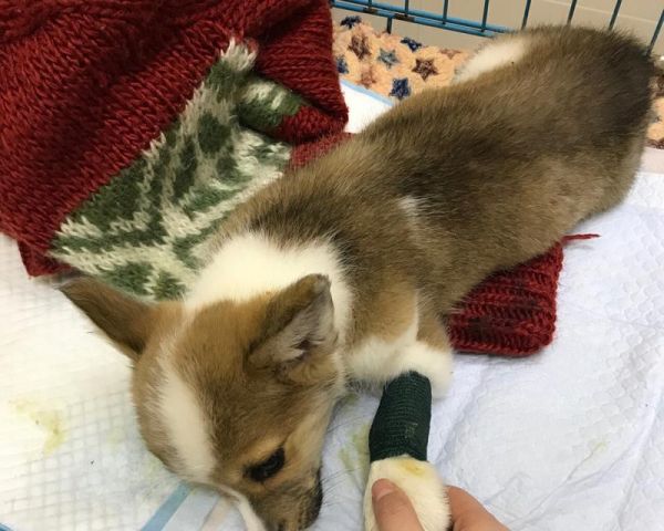 当宠物细小突然死亡（以狗狗为例）