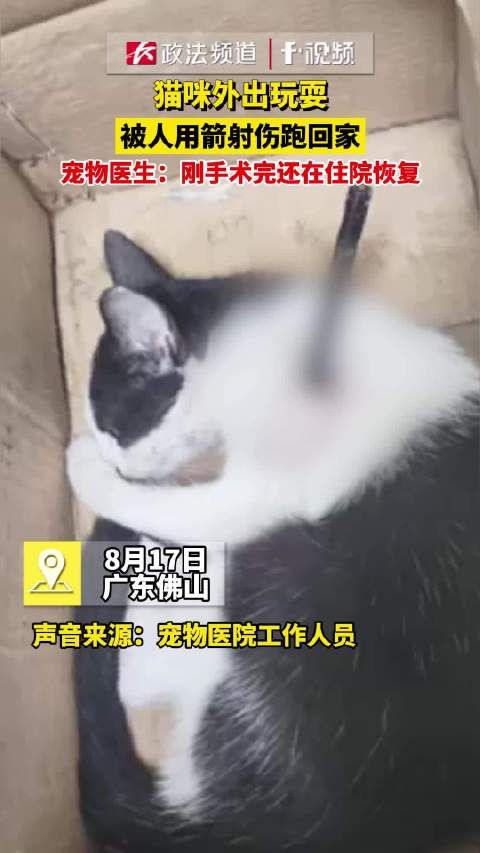 猫咪外出玩耍，被人用箭射伤跑回家，宠物医生：刚手术完还在住院恢复