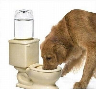 宠物多久后能开始进食和饮水呢？