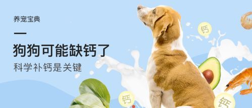 宠物术后：思维与行为新转变