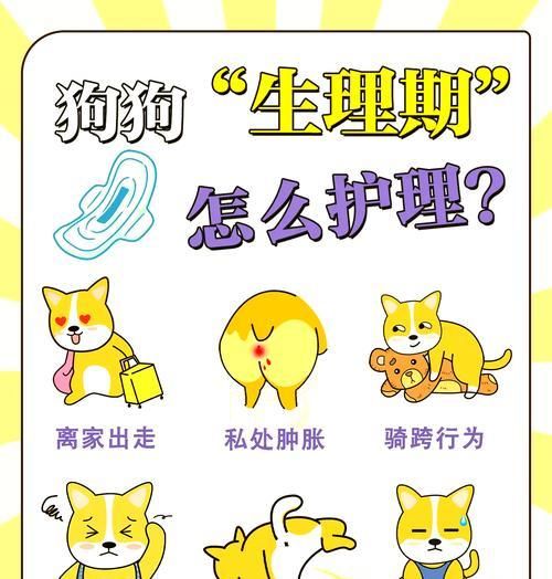 狗狗手术后如何进行家庭护理？需要注意什么？