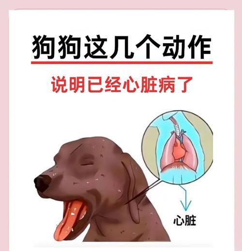 狗狗手术后如何进行家庭护理？需要注意什么？