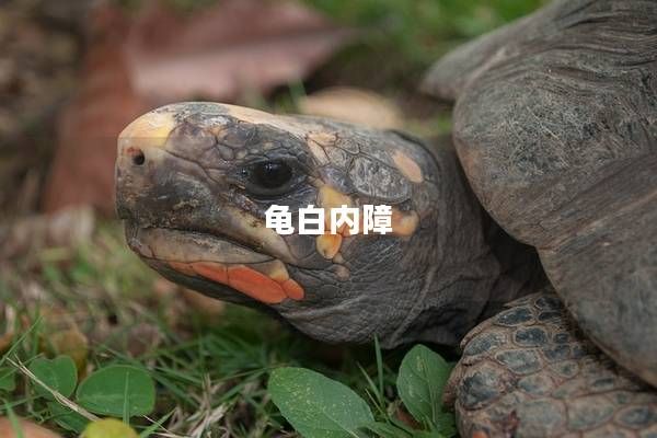 龟白内障
