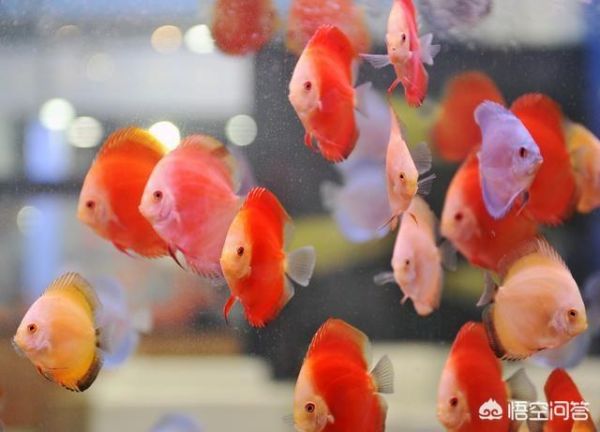 夏季温度高鱼缸该如何预防管理？