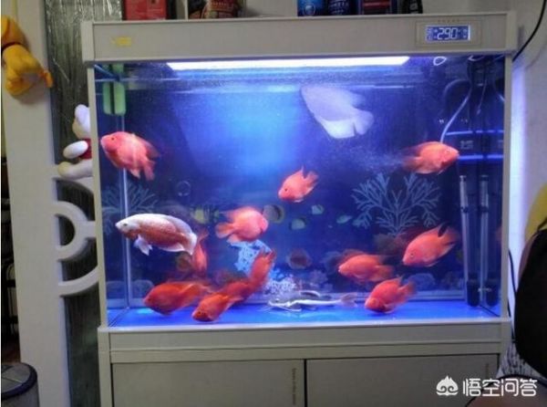 夏季温度高鱼缸该如何预防管理？
