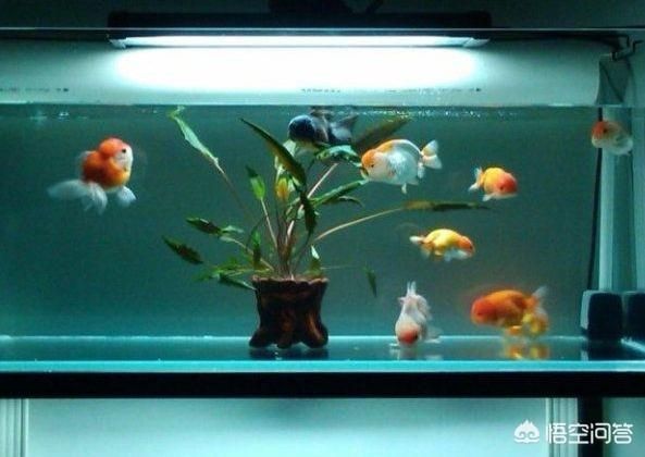 夏季温度高鱼缸该如何预防管理？