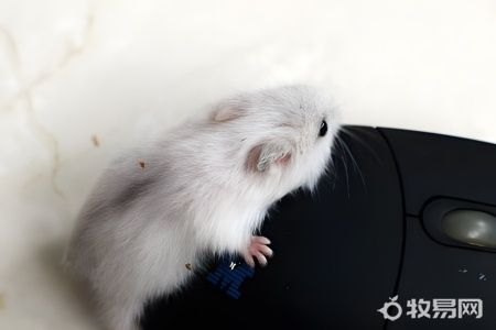 养殖仓鼠挣钱吗