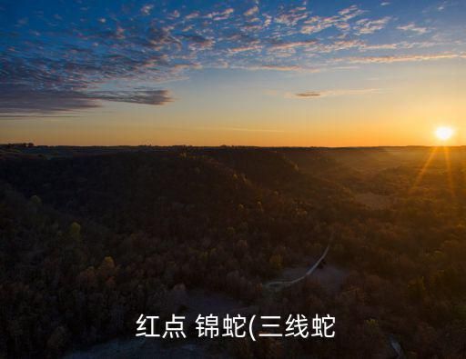  红点 锦蛇(三线蛇
