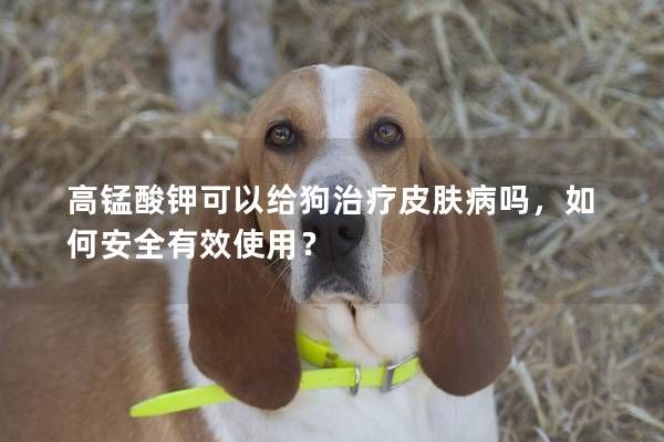高锰酸钾可以给狗治疗皮肤病吗，如何安全有效使用？