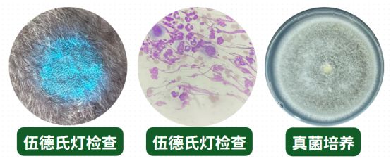 狗狗真菌感染皮肤病