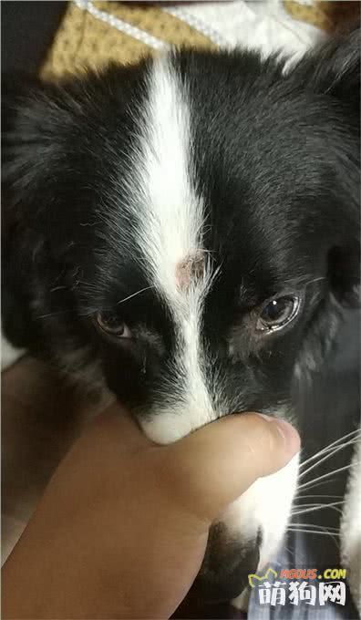 真实记录了狗狗真菌感染的康复全过程，用对了药等于好了一半