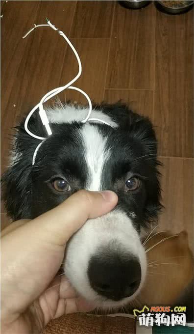 真实记录了狗狗真菌感染的康复全过程，用对了药等于好了一半