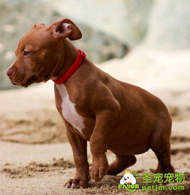 如何了解狗狗的思维模式去训练管教狗狗