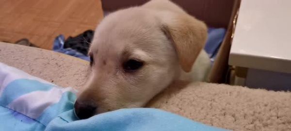 狗狗的哼唧声为何如此频繁？揭秘狗狗睡觉时的行为习惯及应对方法