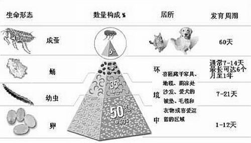 一例幼犬严重绦虫感染的病例分析