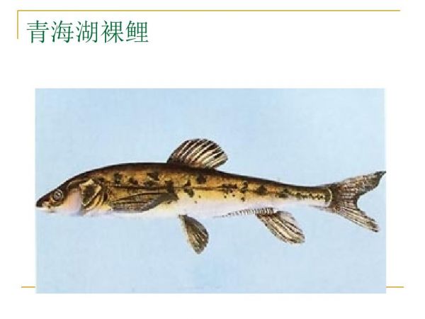 常见养殖鱼类图片.ppt_第3页