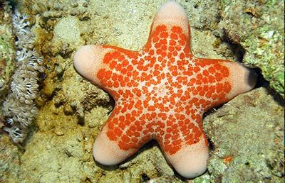 粒皮瘤海星