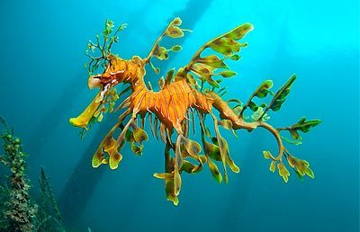 叶海龙