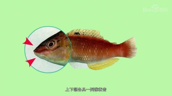 隆头鱼有哪些种类