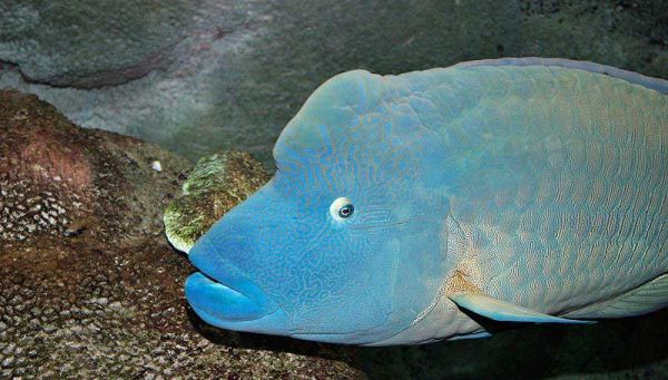 隆头鱼 labridae lóng tóu yú_海水观赏鱼_鱼花网