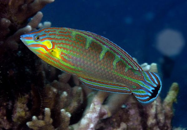 八线公鱼海水观赏鱼隆头鱼水水族宠物活体顺丰鱼