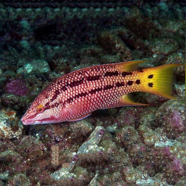哥迪仕狐鱼海水鱼隆头鱼海水观赏鱼海鱼活体水族宠物顺丰