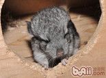 龙猫住所不可少的四种用具