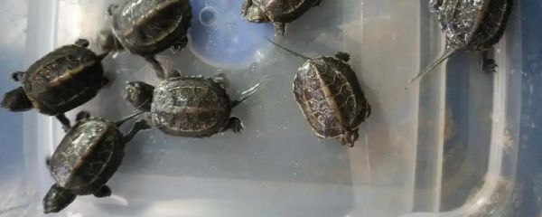 乌龟腐皮病怎么治疗,轻微腐皮只需定期换水即可